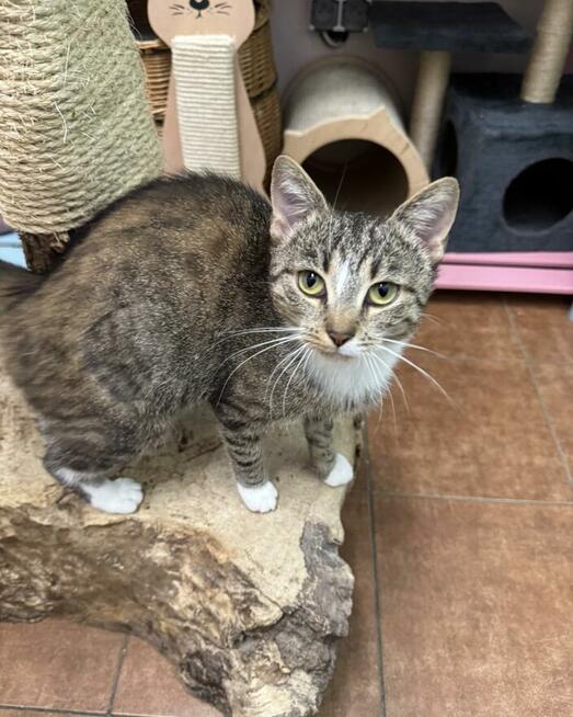 Kinga - zwariowanie kicia szuka zbzikowanego człowieka