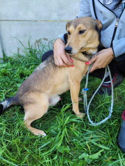 Młody, przyjacielski KUMPEL szuka domu !! Do adopcji !!