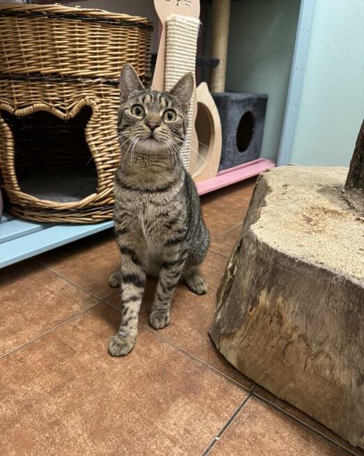 Sebastian / Samsung - młodzik piękny i delikatny