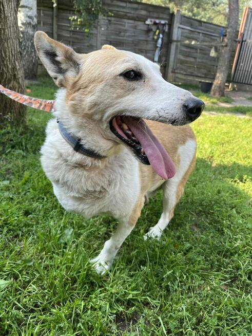 Cudowny psiak po przejściach marzy o domu pełnym miłości