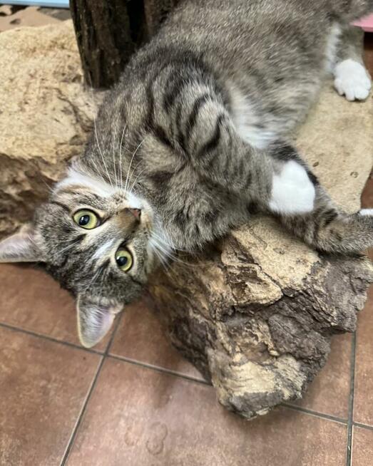 Kinga - zwariowanie kicia szuka zbzikowanego człowieka