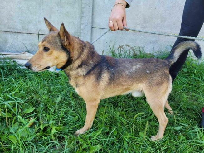 Kochający człowieka KUMPEL szuka domu !! Do adopcji !!