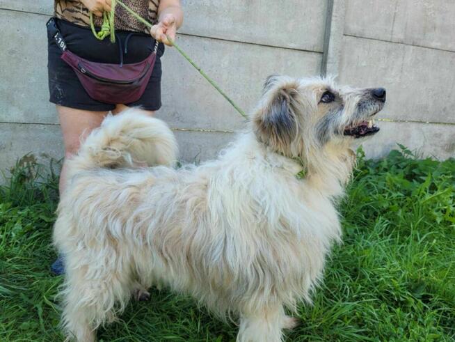 Pokorny FILC w typie owczarka katalońskiego szuka domu !!