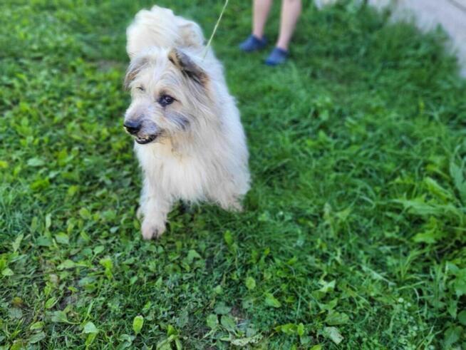 Pokorny FILC w typie owczarka katalońskiego szuka domu !!