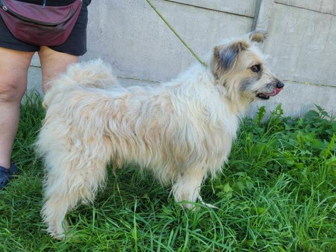 Pokorny FILC w typie owczarka katalońskiego szuka domu !!