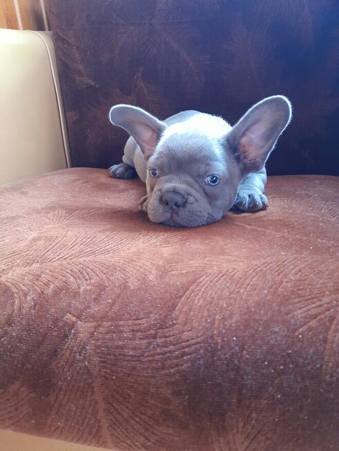 Buldog francuski blue