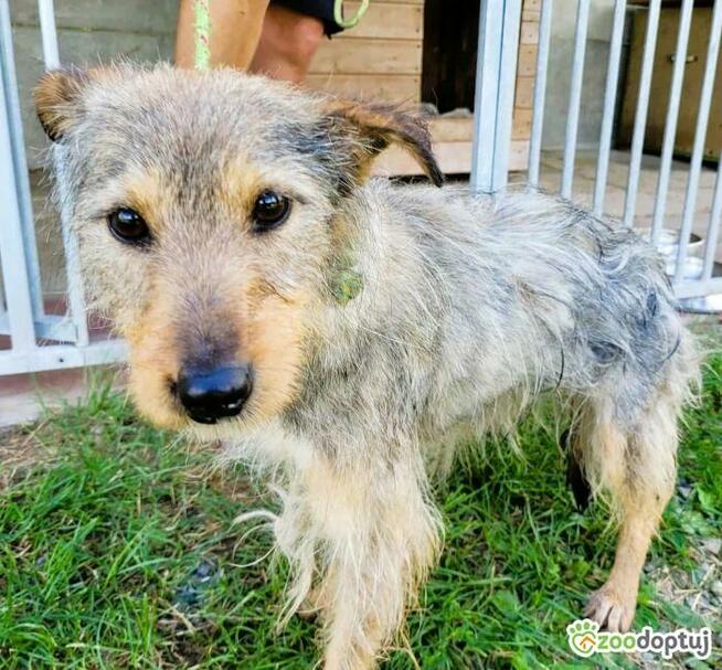 RADZIA - delikatna, wrażliwa sunia PILNIE szuka domu