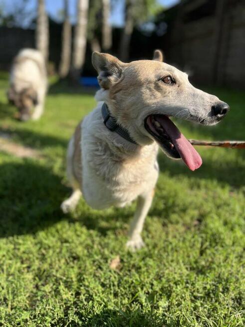 Cudowny trójłapek marzy o domu pełnym miłości