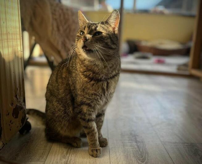 Brit – cichy obserwator i wierny towarzysz