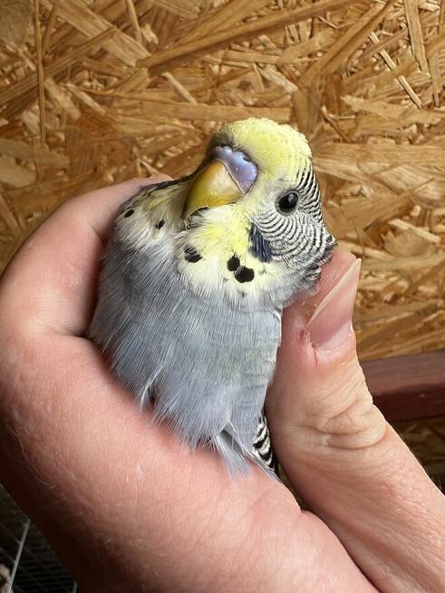 Papuga falista, papugi faliste młode