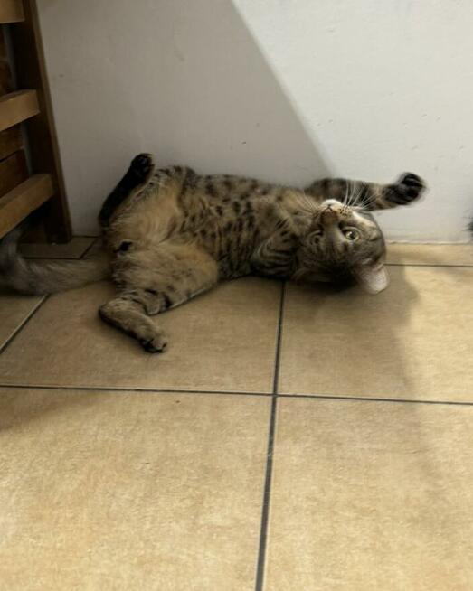 Sebastian / Samsung - młodzik piękny i delikatny