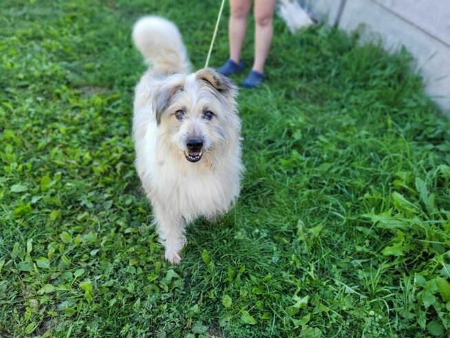 Porzucony FILC w typie owczarka katalońskiego szuka domu !!