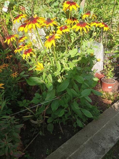 Sprzedam tanio rośliny z mojego ogrodu