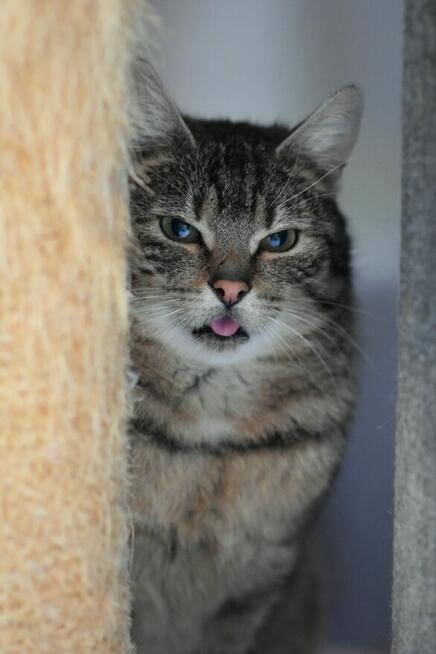 Brit – cichy obserwator i wierny towarzysz