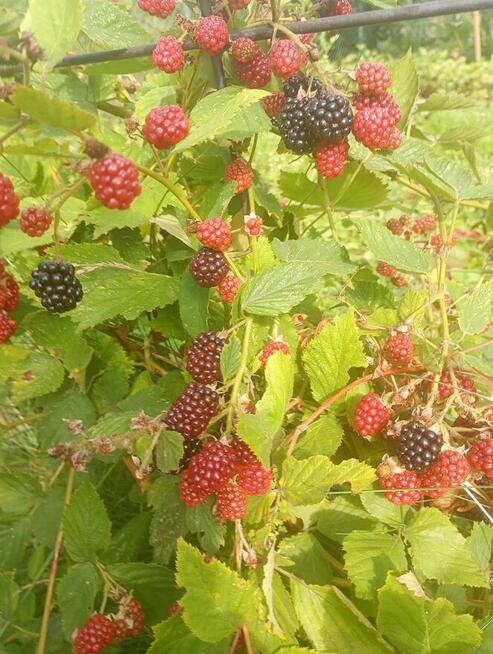 Sprzedam produkty rolne