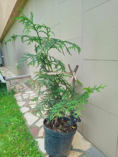 Sprzedam rośliny z mojego ogrodu