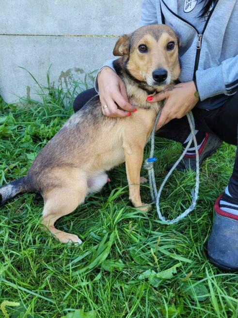 Kochający człowieka KUMPEL szuka domu !! Do adopcji !!