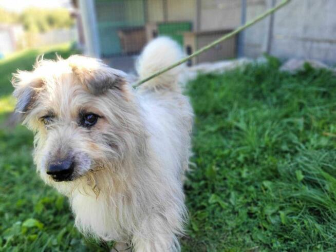 Pokorny FILC w typie owczarka katalońskiego szuka domu !!