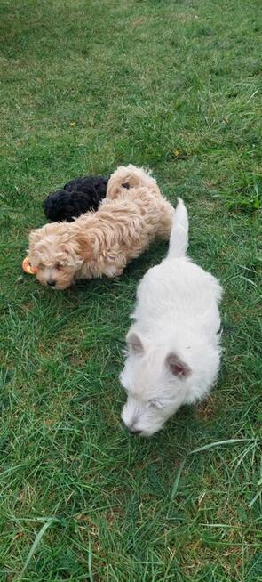 Szczeniaczek chłopiec West Highland White Terrier ZKwP FCI