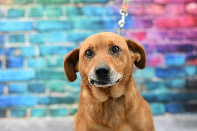 Seniorek Stefan błaga o kochający domek!