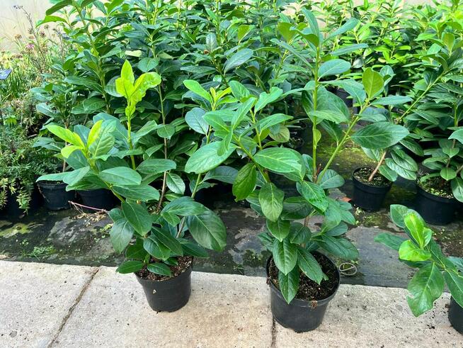 Laurowiśnia Novita 50–70 cm gęste 2l 24zł