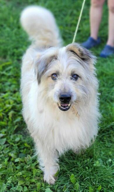 FILC - starszy, kochany psiak szuka domu