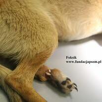 Foksik, delikatny piesek