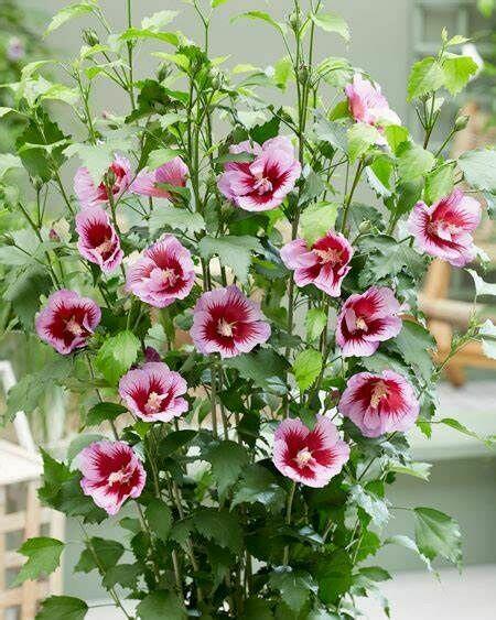 Flower Tower Purple – wyjątkowy hibiskus na żywopłot/rabaty