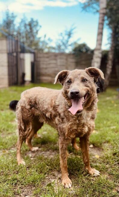 Pogody wesoły psiak stęskniony za człowiekiem szuka domku