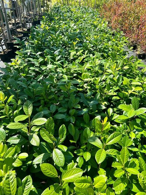 Laurowiśnia Novita 50–70 cm gęste 2l 24zł