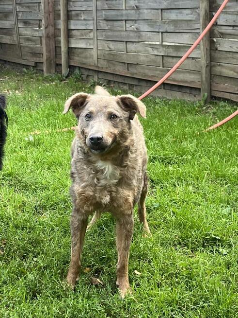 Pogody wesoły psiak stęskniony za człowiekiem szuka domku