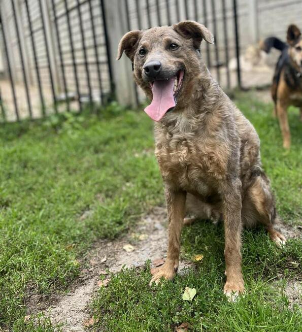 Pogody wesoły psiak stęskniony za człowiekiem szuka domku
