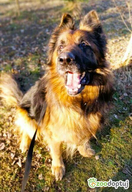 RAMBO - piękny, owczarek długowłosy szuka domu