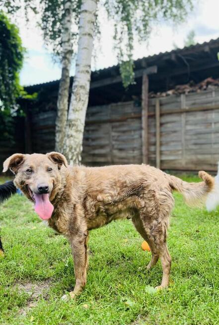 HIRO kochany uśmiechnięty Aniołek marzy o kochającym domu