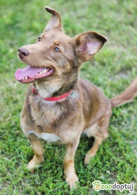 BEZI - cudowna sunia szuka najlepszego domu