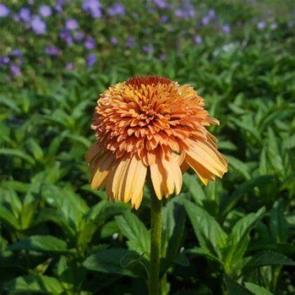 Jeżówka Supreme Cantaloupe – bylina w kolorze melona