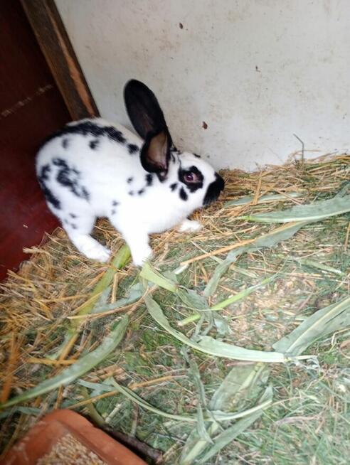 Sprzedam Samca Srokacza do rozrodu