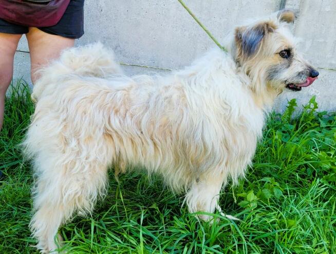 FILC - starszy, kochany psiak szuka domu