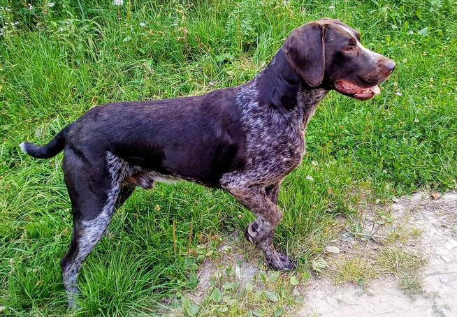 Wyżeł niemiecki krótkowłosy