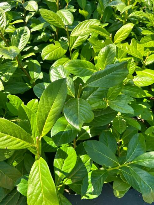 Laurowiśnia Novita 50–70 cm gęste 2l 24zł