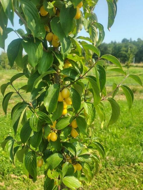 Dereń jadalny, owoce