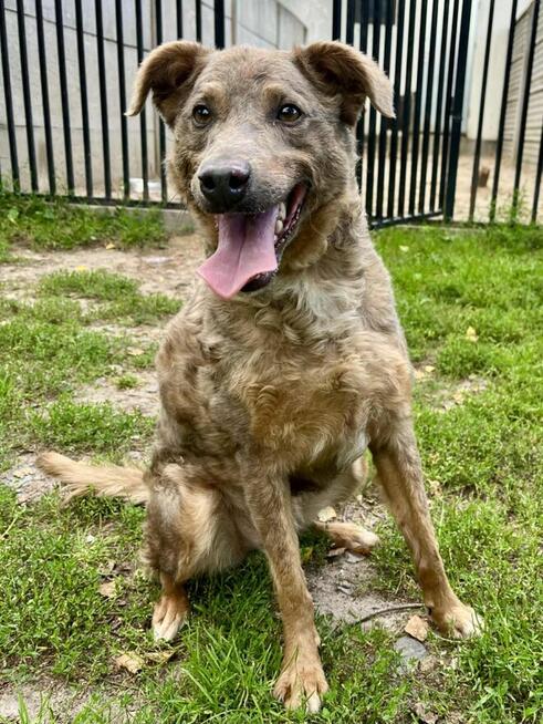 Wesoły psiak uwielbiający towarzystwo ludzi marzy o domu