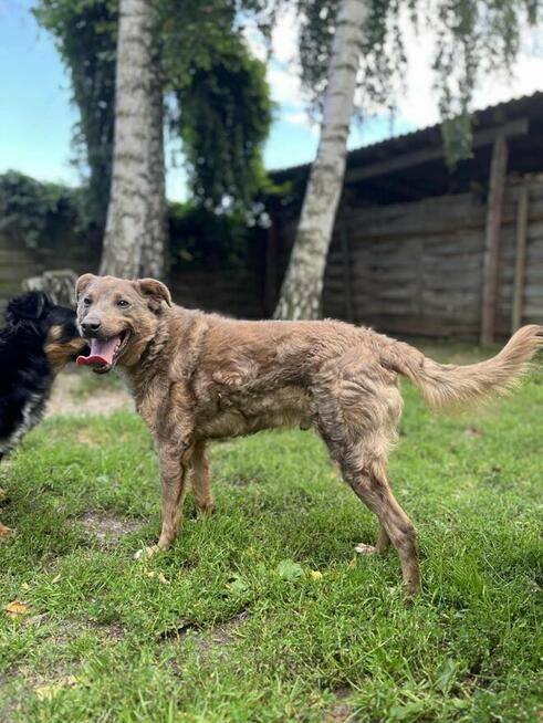 HIRO kochany uśmiechnięty Aniołek marzy o kochającym domu
