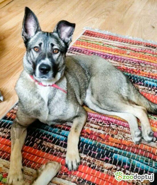 IGA - super sunia szuka najlepszego domu