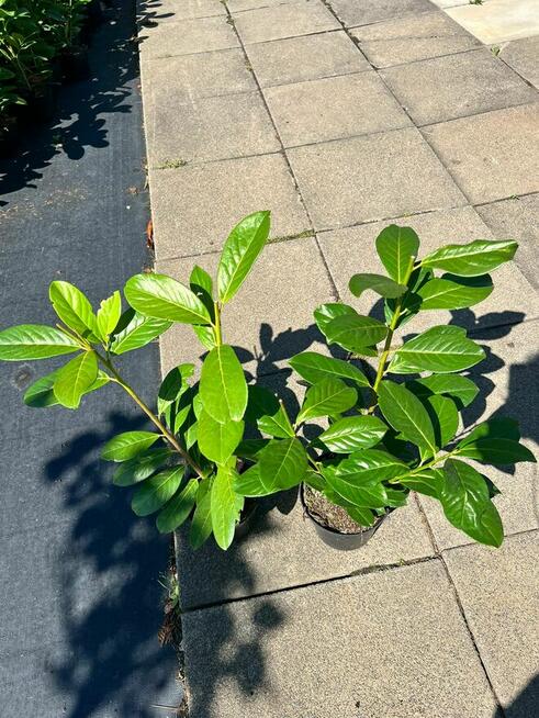 Laurowiśnia Novita 50–70 cm gęste 2l 24zł