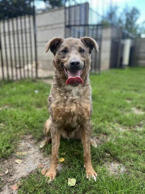 Pogody wesoły psiak stęskniony za człowiekiem szuka domku