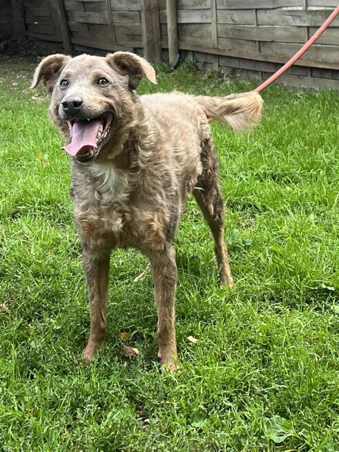 HIRO kochany uśmiechnięty Aniołek marzy o kochającym domu