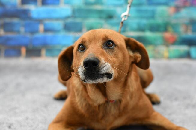 Seniorek Stefan błaga o kochający domek!