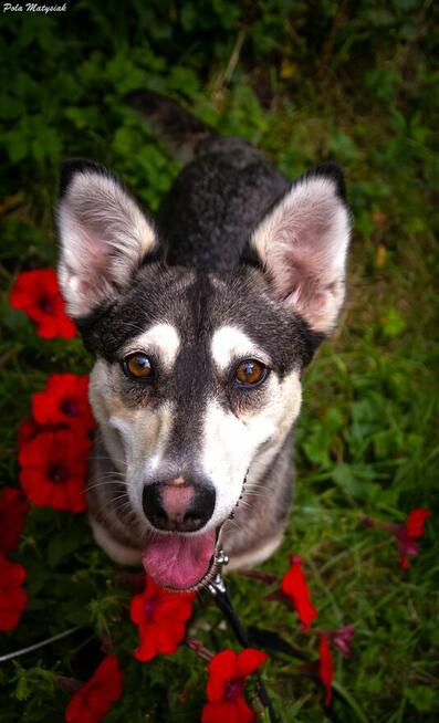 Vanya delikatność zamknięta w ciałku mini husky