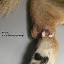 Foksik, delikatny piesek